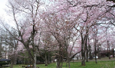 GWから楽しめる！十勝の桜百景
