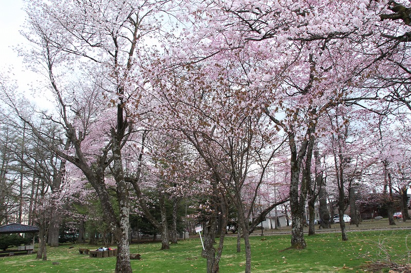 Gwから楽しめる 十勝の桜百景 十勝のきほん ワークワークとかち 十勝 帯広へのuターン 移住 就職情報